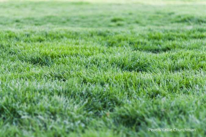 Yuk, Pahami Kelebihan dan Kekurangan Rumput Sintetis untuk Taman Rumah
