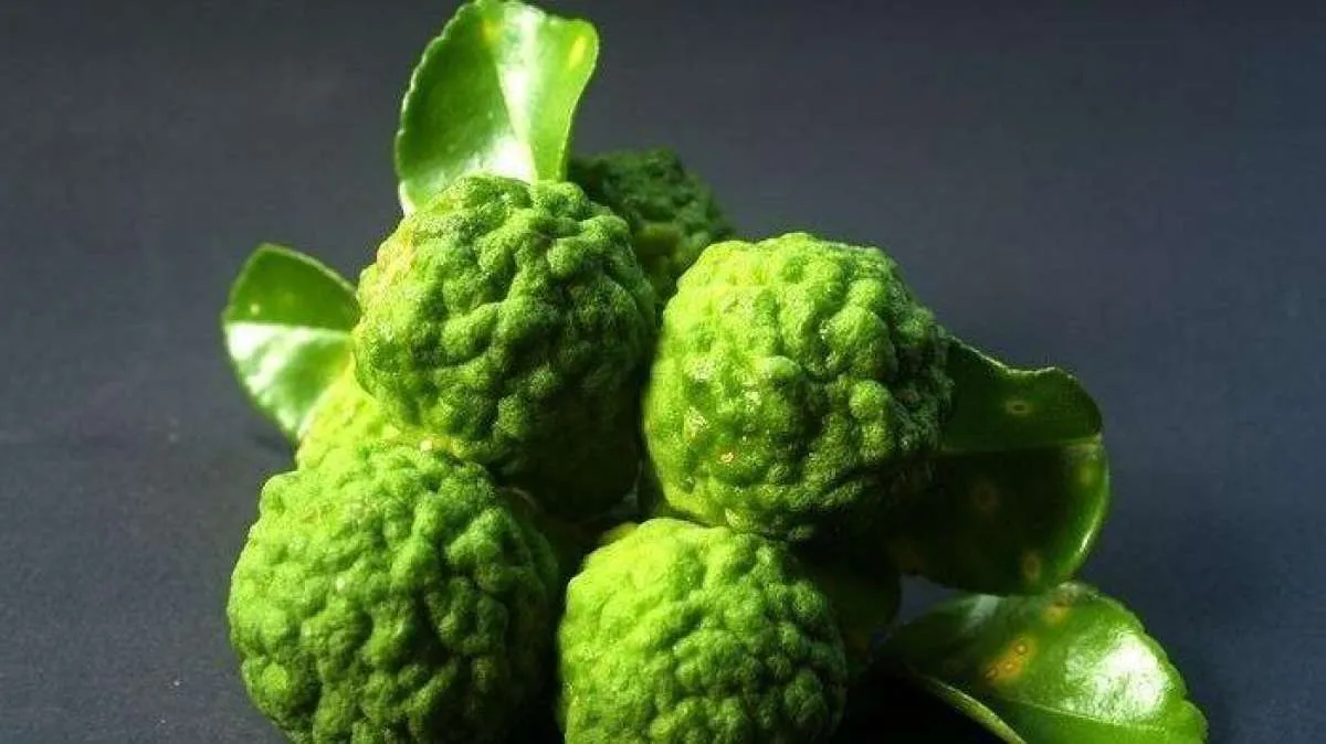 Merontokkan Kolesterol Jahat dan Trigliserida, Ini Manfaat Jeruk Bergamot 