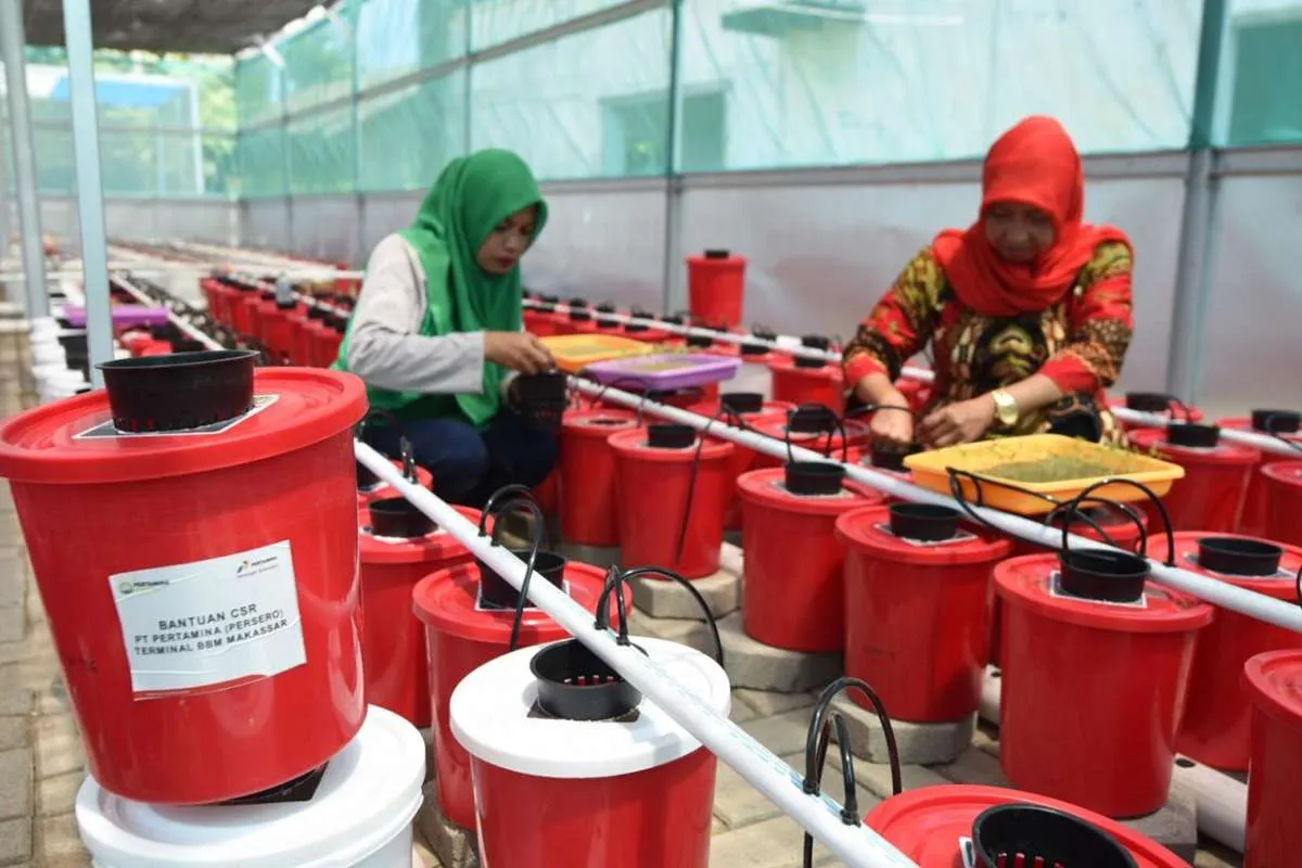 Hidroponik dan bank sampah Pertamina bikin sejahtera kaum ibu di Makassar