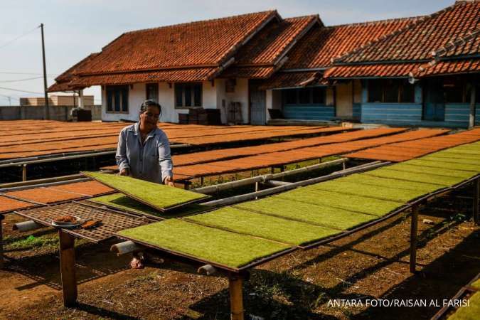 HKTI Khawatirkan Dampak Kebijakan Kemasan Rokok Polos Terhadap Petani Tembakau