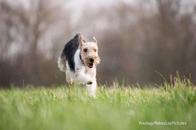 6 Tips untuk Meningkatkan Kesempatan Anjing Peliharaan Hidup Lebih Lama