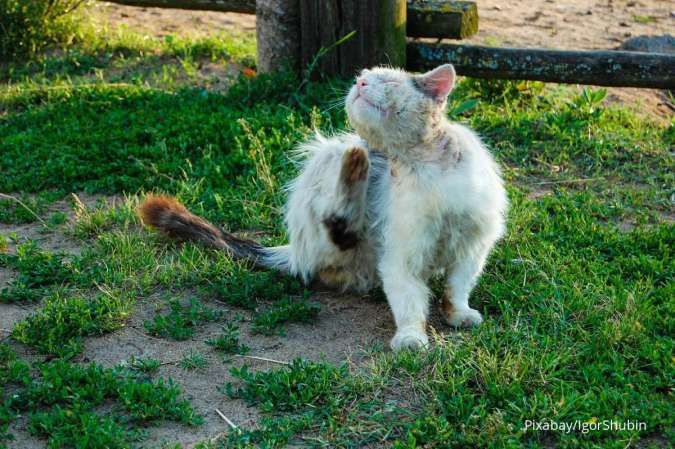 Cara Mengobati Scabies pada Kucing Beserta Tips Pencegahan