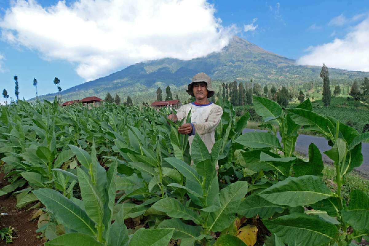 Kemenkes Klaim Presiden Restui Revisi PP Tembakau