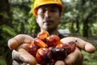 Stok Minyak Sawit Malaysia Turun ke Level Terendah 7 Bulan, Ekspor Melonjak