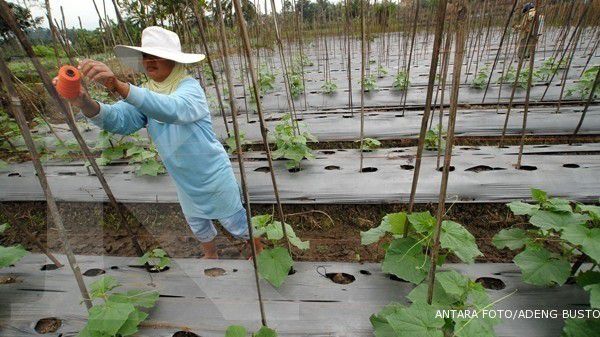Masa panennya cepat, untung berlipat (1)