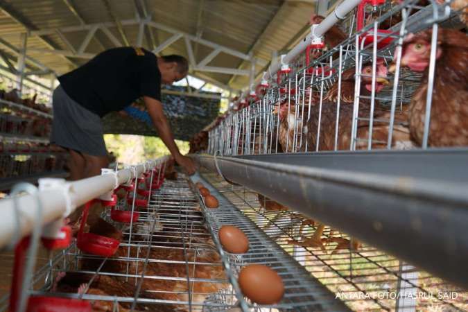 Peternak Ayam Minta Kepastian Pasokan Jagung