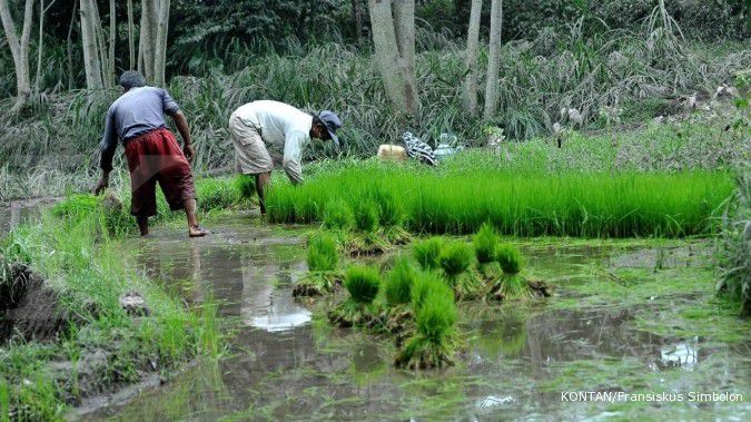 BUMN pilih ekstensifikasi lahan sawah di Kalbar
