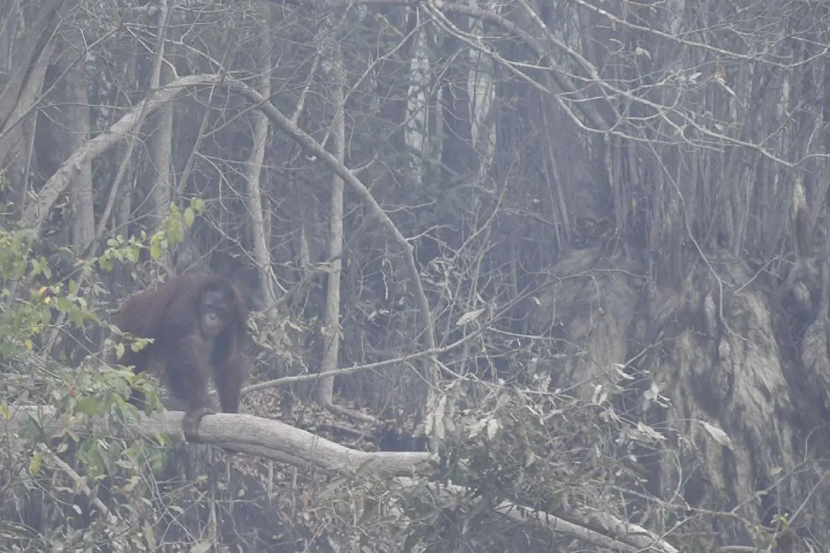 KLHK segel 9.000 ha lahan milik perusahaan terkait kebakaran hutan dan lahan