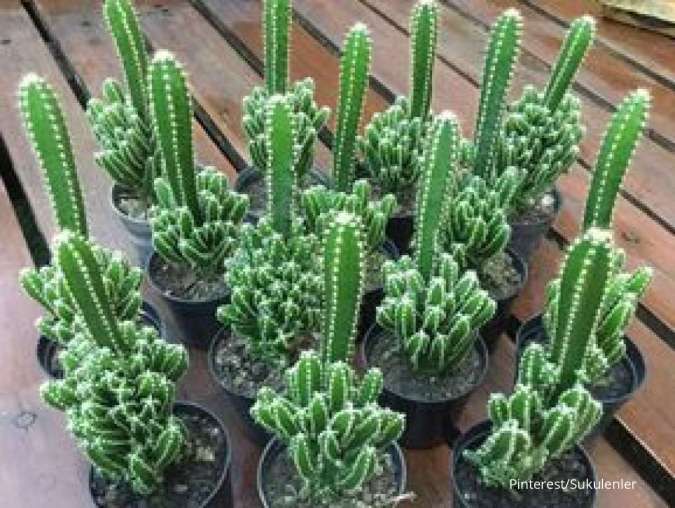 Tanaman Hias Kaktus yang Populer, Punya Beragam Bentuk Unik dan Menarik