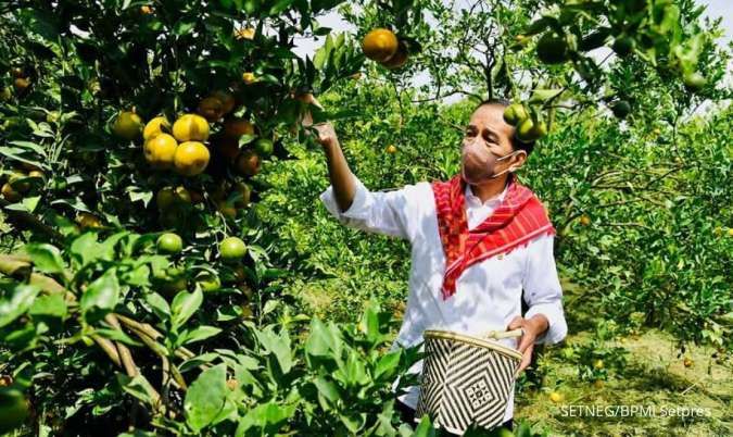 Tinjau Kampung Jeruk di Kabupaten Karo, Jokowi Minta Mentan Dampingi Petani