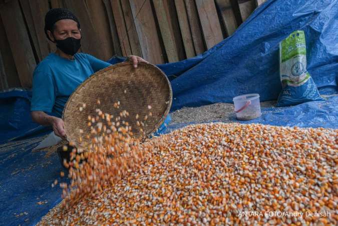 Produksi Jagung Pipilan Diprediksi Naik 1,19 Juta Ton pada Januari-November 2025