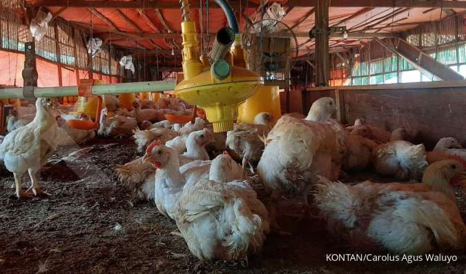 Kebutuhan Ayam dan Telur Bakal Melonjak Seiring Program Makan Siang Bergizi