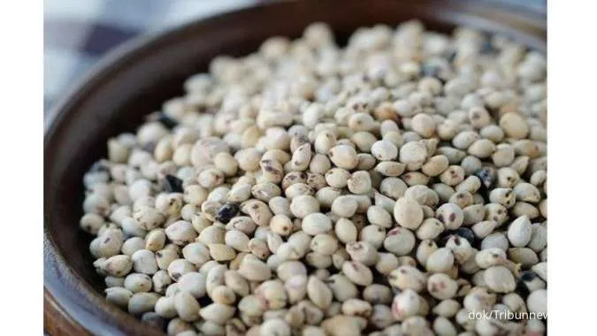 Pengganti Nasi, Manfaat Sorgum jadi Solusi Jaga Berat Badan dan Kesehatan Usus