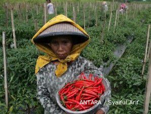 Lonjakan harga cabai masih terus menggila