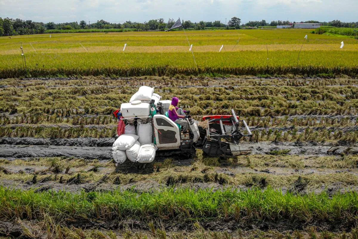 Produksi Beras Kuartal I-2026 Melonjak 15,79%, BPS Ingatkan Masih Data Sementara