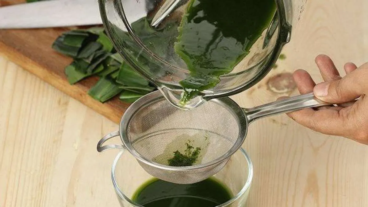 Aturan Minum Teh Daun Suji yang Bikin Kolesterol Keok