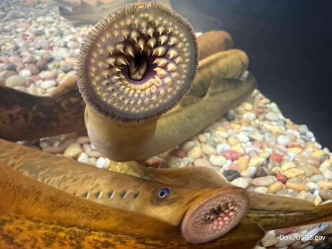 Ikan Lampreys