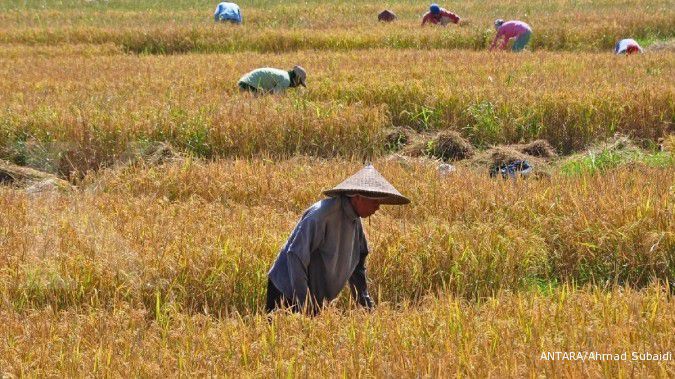 Target produksi padi 2013 naik 6%