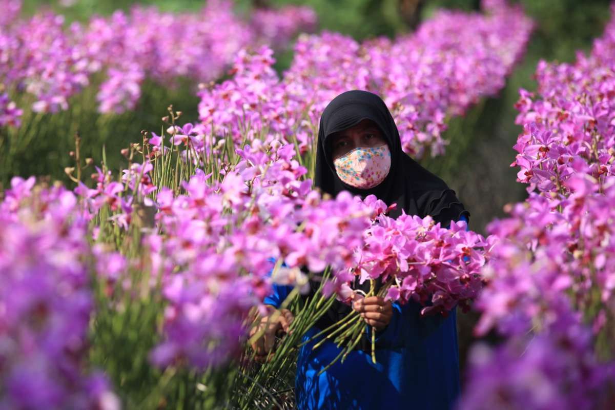 Bunga anggrek sebagai penghias ruangan