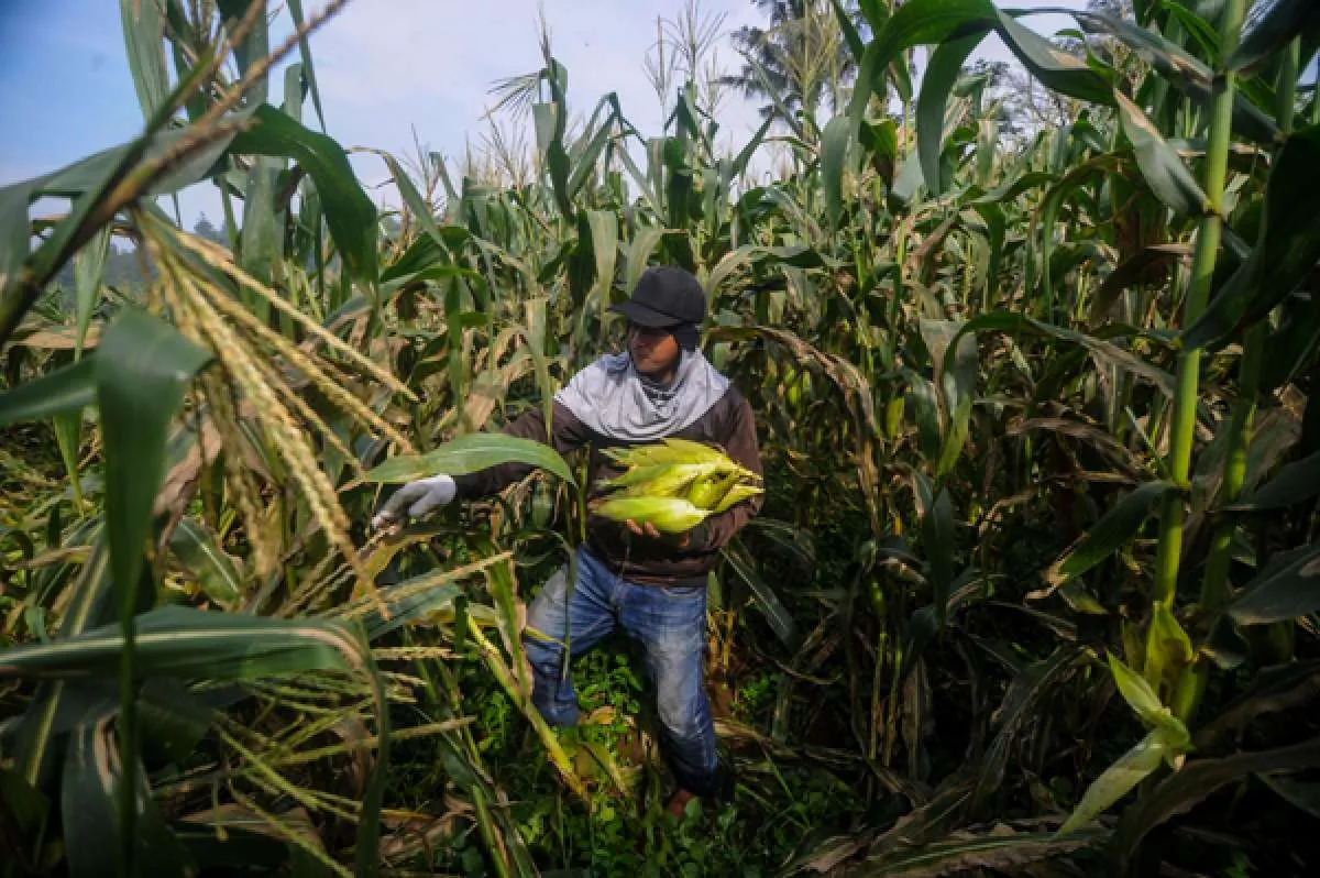 Kementan sebut produksi jagung selama Maret-April Capai 9,3 juta ton
