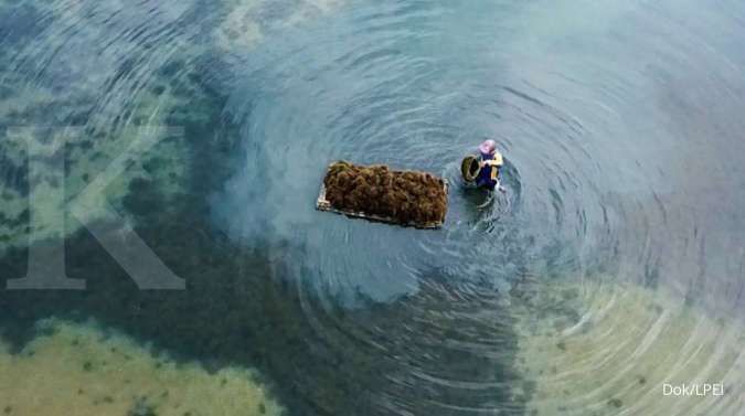Punya Potensi Besar, LPEI Dorong Ekspor Produk Rumput Laut Asal Sidoarjo