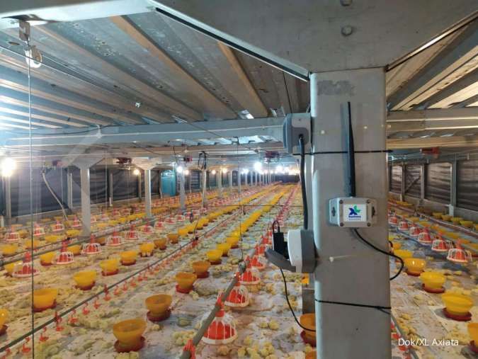 Ada rencana subsidi harga jagung, cek rekomendasi saham emiten poultry 