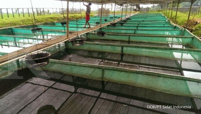 Perhatikan air dan pakan untuk si sidat manja (2)