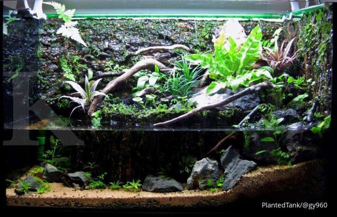 Hampir Sama, Ini Perbedaan Aquascape dan Paludarium