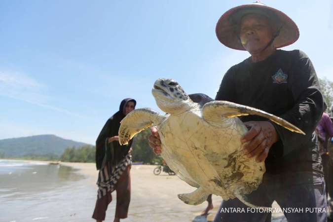 Viral! WNA Diduga Makan Penyu Di Raja Ampat, Kenali Dampak Negatifnya