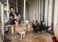 Paling Sederhana, Ini Cara Memulai Bisnis Ternak Ayam Potong