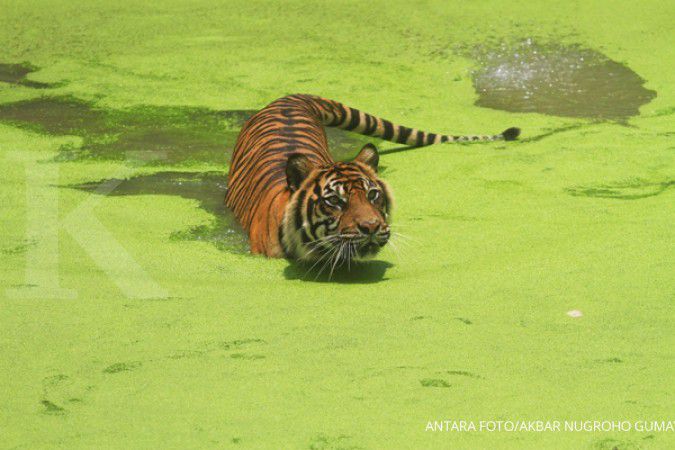 Elsa, Si Harimau Sumatra ditemukan mati