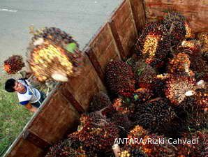 LSIP Bagi Dividen 40,3% dari Laba Bersih