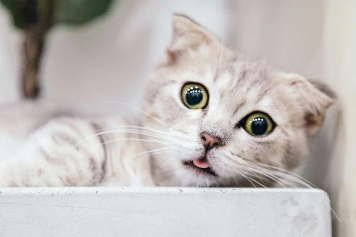 Kenali dan amati, ini 7 tanda kucing alami stres atau depresi di rumah, 