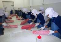 Saham IKAN Menghijau: Cek Profil Emiten dan Kinerja Keuangan Terbarunya