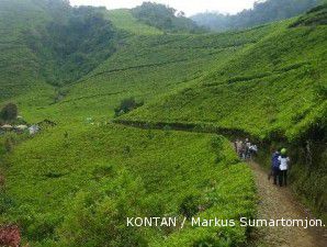 Harga teh murah, petani dibayangi tawaran penjualan lahan ke juragan villa