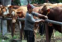 Begini Syarat Pemotongan Hewan Kurban dari Kementan, Wajib Tahu!