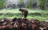Indonesia Akan Buka 600.000 Hektare Lahan Sawit Baru