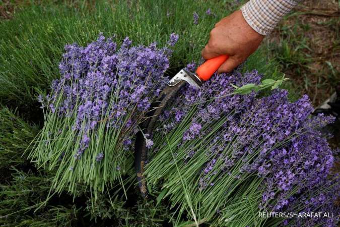 8 Manfaat Daun Lavender yang Tak Banyak Diketahui Khasiatnya 