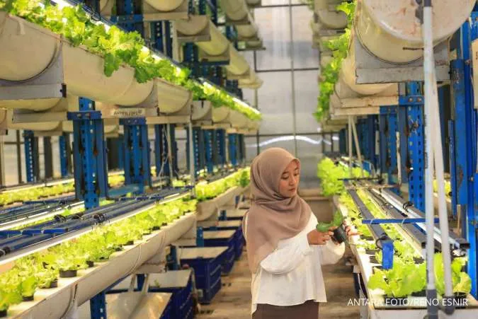 Menanam Selada Secara Hidroponik Ternyata Bisa Hemat Biaya, Cek Infonya di Sini