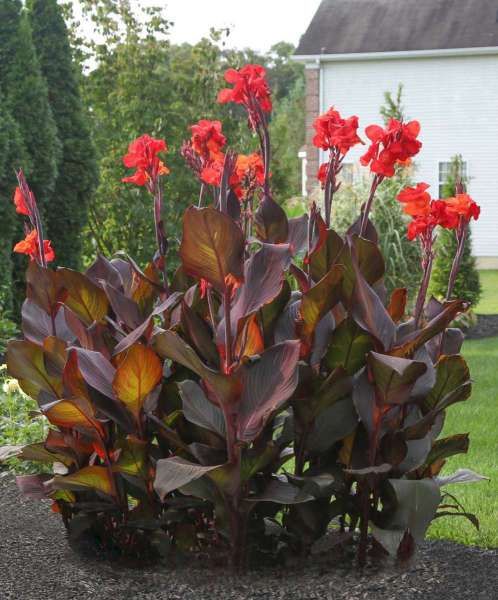 Cannas