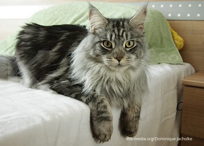 5 Fakta Kucing Maine Coon, Besar Tapi Berhati Lembut!
