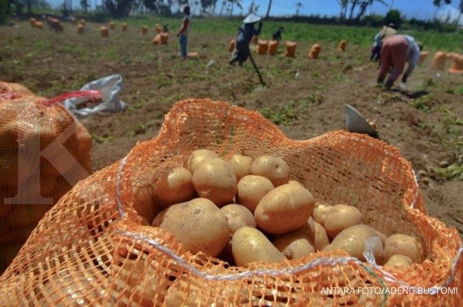 Produksi kentang tahun 2018 diperkirakan naik 2%
