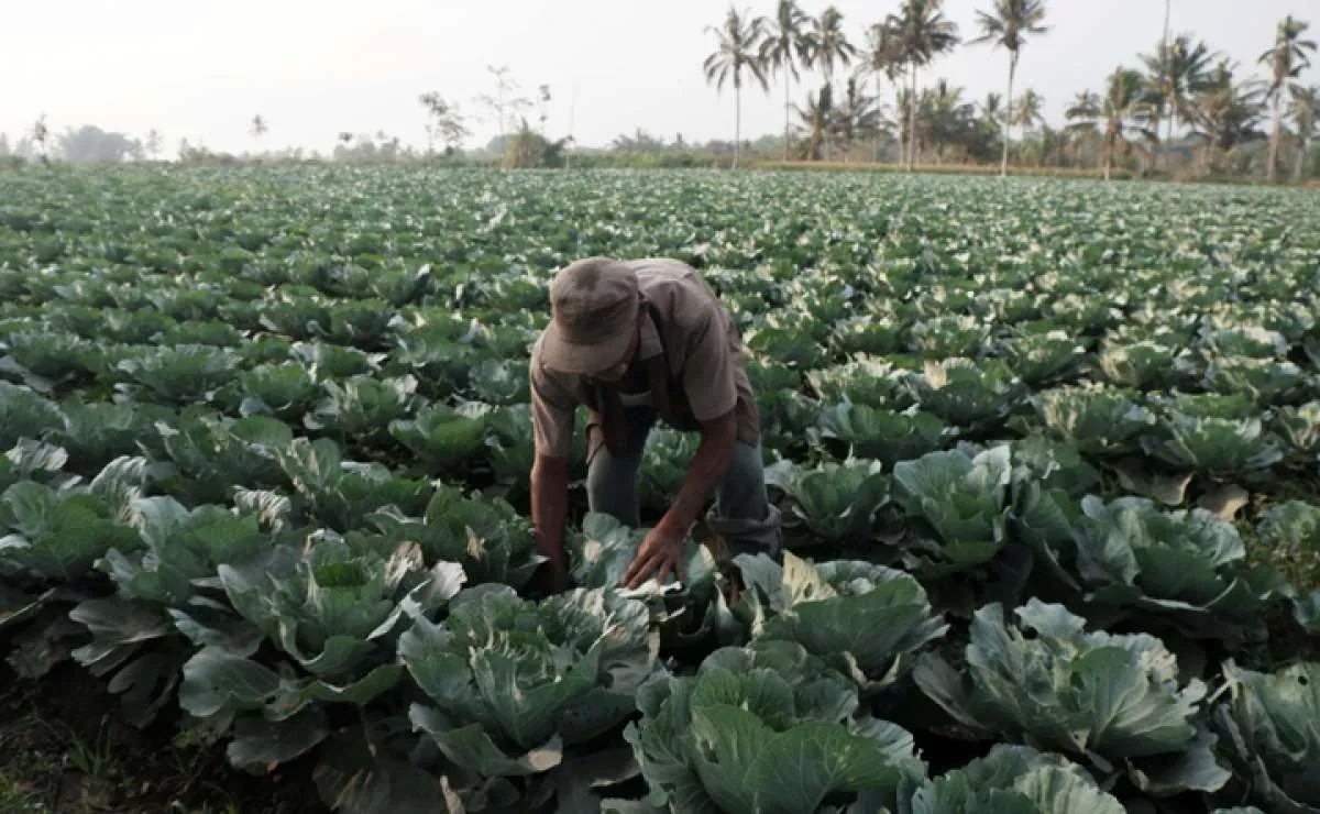 Petani kembang kol di wisata air terjun Pelangi Malang manfaatkan lahan perhutani