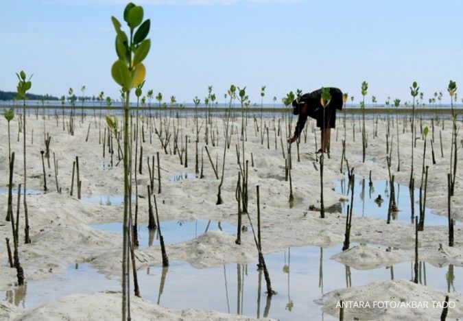 BRGM dorong kontribusi masyarakat dalam penanaman mangrove di daerah
