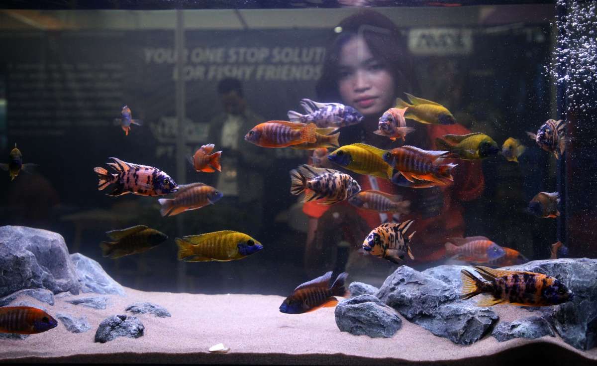 Aneka Ikan Hias di Pameran Nusantara Aquatic