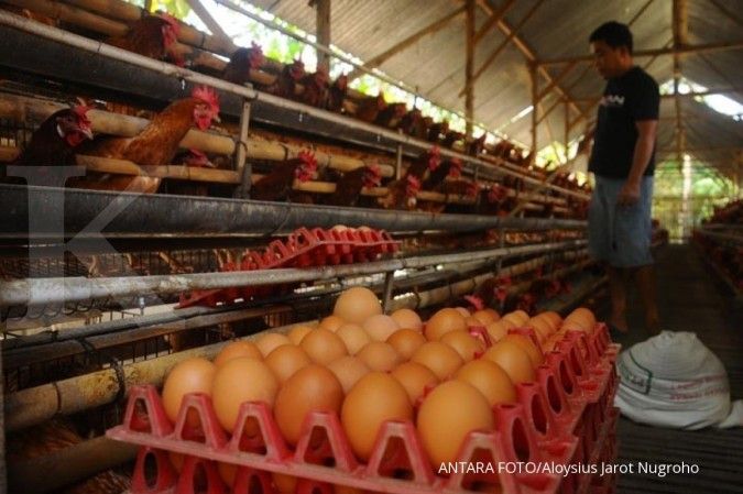 Harga batas bawah-batas atas telur dan daging ayam yang baru berlaku hari ini