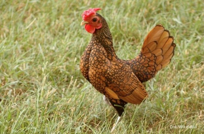 Ayam batik jadi pujaan baru penggemar ayam hias