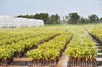 Persemaian Bibit Skala Besar Siap Mendukung Rehabilitasi Hutan dan Lahan