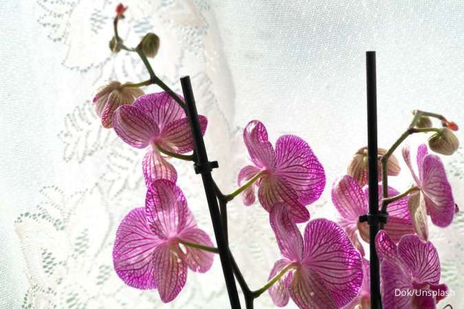 3 Cara Sederhana Merawat dan Menyiram Anggrek agar Selalu Segar di Rumah