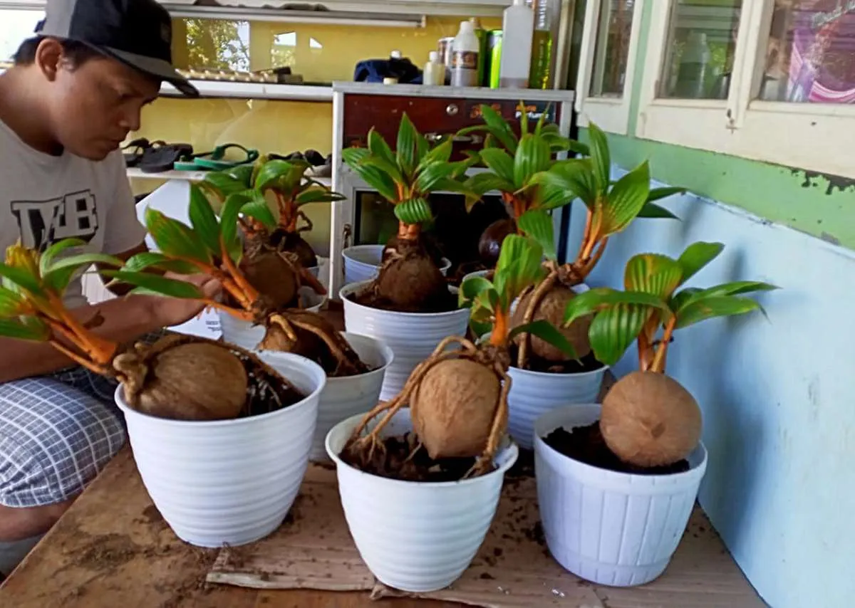 Bonsai kelapa semakin tren di masa pandemi